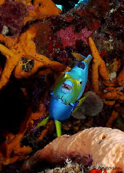 "The Queen of the Sea" This photo was taken at Paradise R... by Steven Anderson 